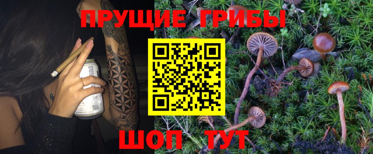 Галлюциногенные грибы Psilocybine cubensis Кулебаки